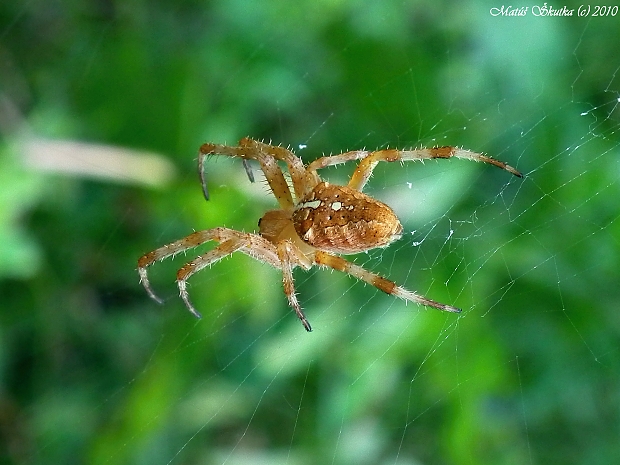 križiak obyčajný Araneus diadematus