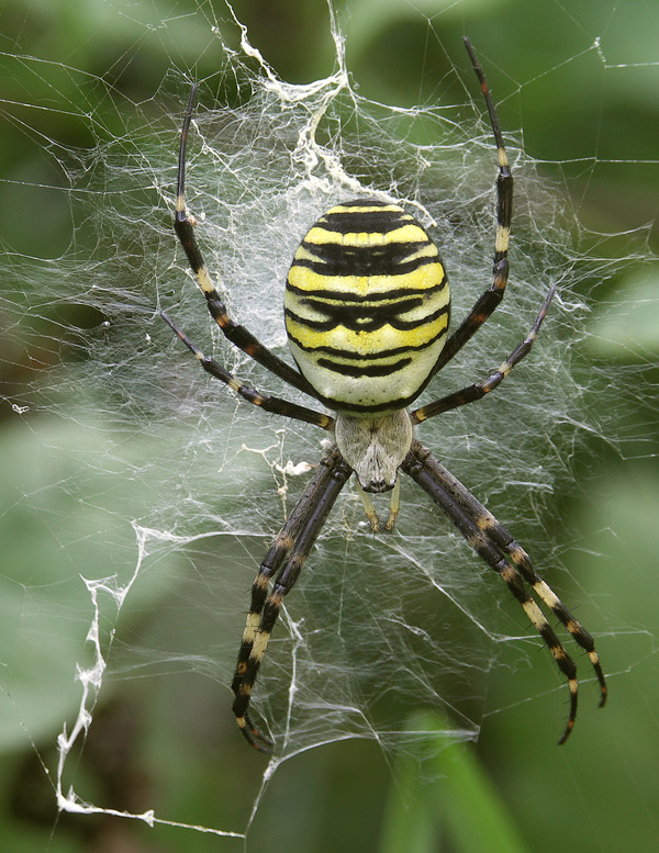 križiak pásavý Argiope bruennichi