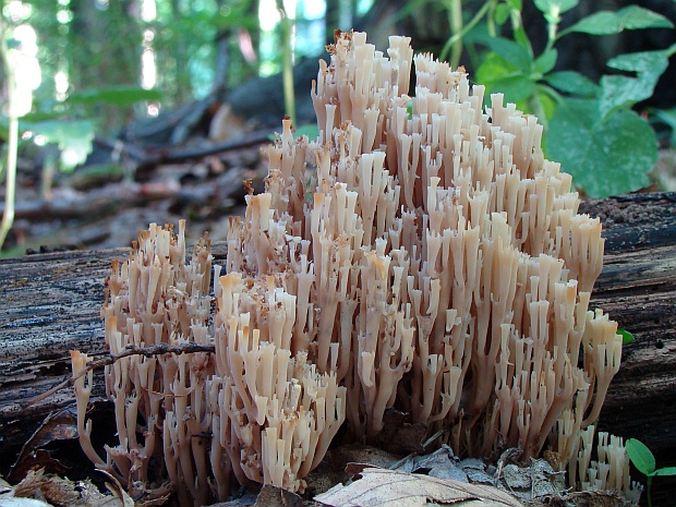 korunovec svietnikovitý Artomyces pyxidatus (Pers.) Jülich