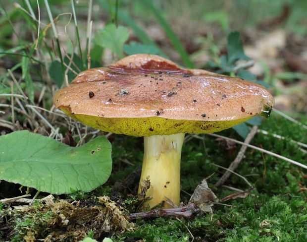 zlatohríb úhľadný Aureoboletus gentilis (Quél.) Pouzar