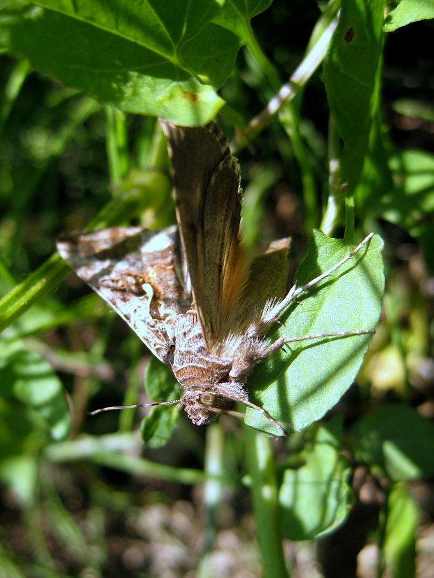 mora gama Autographa gamma