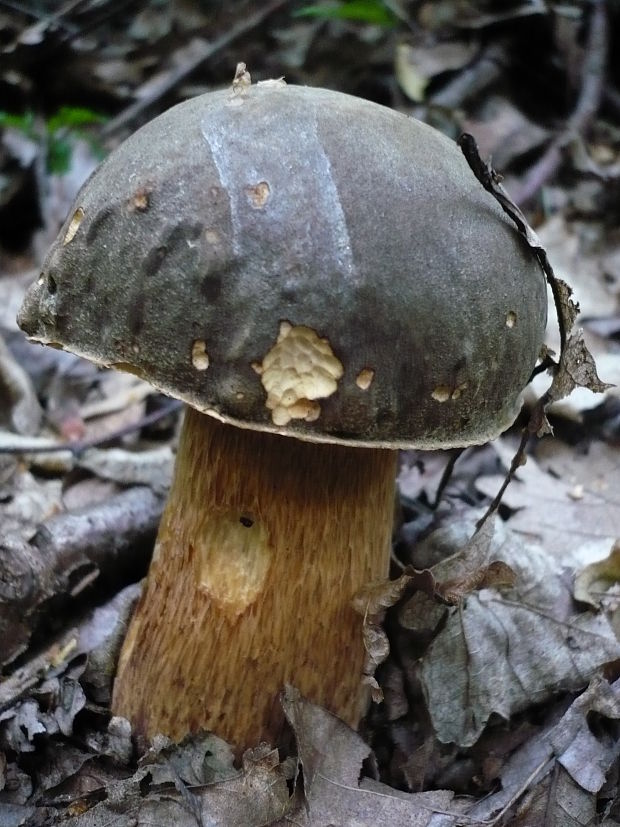 hríb bronzový Boletus aereus Bull. ex Fr.