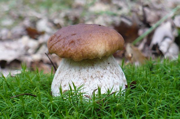 hríb smrekový Boletus edulis Bull.