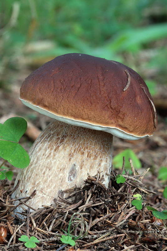 hríb smrekový Boletus edulis Bull.