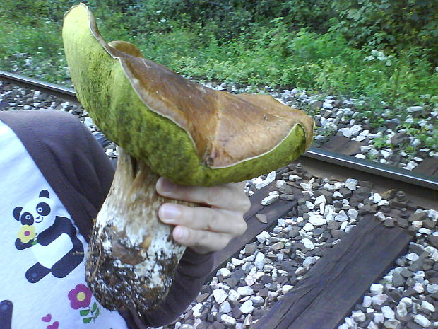 hríb smrekový Boletus edulis Bull.