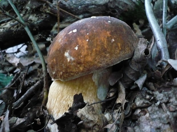 hríb sosnový Boletus pinophilus Pil. et Dermek in Pil.