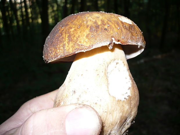 hríb sosnový Boletus pinophilus Pil. et Dermek in Pil.