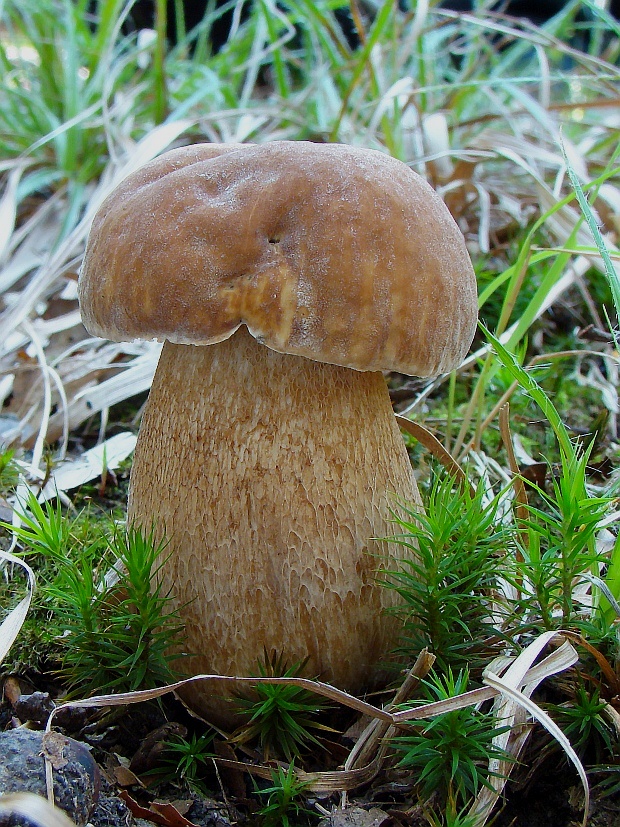 hríb dubový Boletus reticulatus Schaeff.