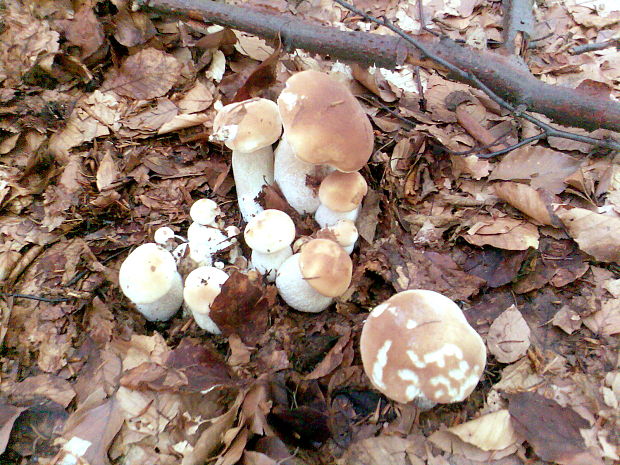 hríb dubový Boletus reticulatus Schaeff.