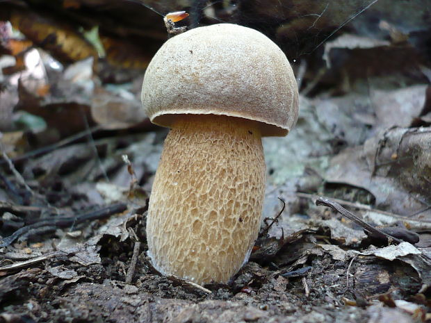 hríb dubový Boletus reticulatus Schaeff.