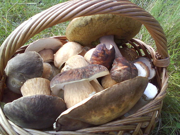 hríb Boletus sp.