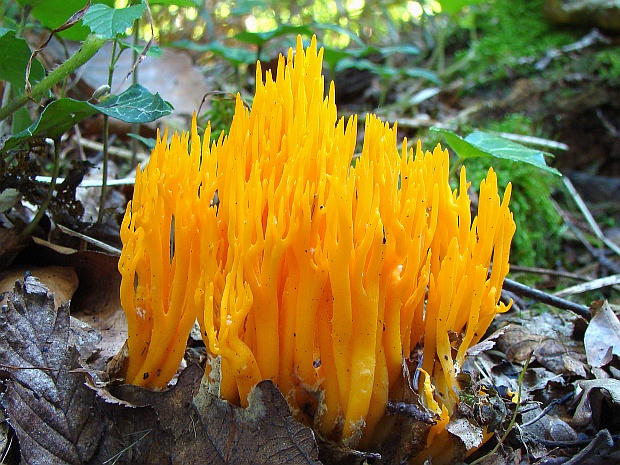 parôžkovec lepkavý Calocera viscosa (Pers.) Fr.