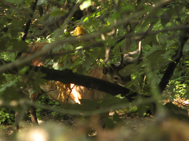 jeleň lesný Cervus elaphus