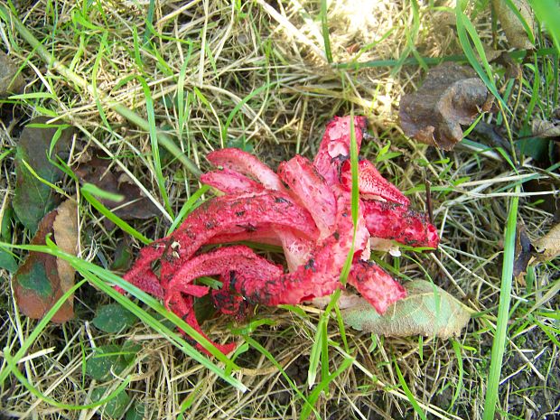 mrežovka kvetovitá Clathrus archeri (Berk.) Dring