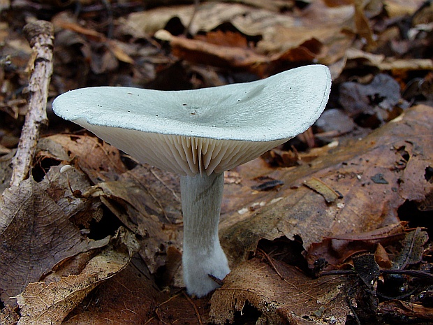 strmuľka anízová Clitocybe odora (Bull.) P. Kumm.