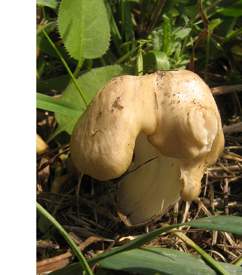 hodvábnica jarná Entoloma clypeatum (L.) P. Kumm.