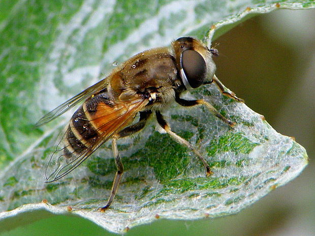 trúdovka včelová (samička) Eristalis arbustorum