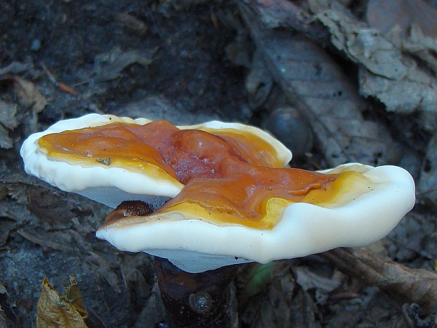 lesklokôrovka obyčajná Ganoderma lucidum (Curtis) P. Karst.