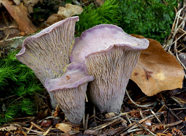 lievikovec kyjakovitý Gomphus clavatus (Pers.) Gray