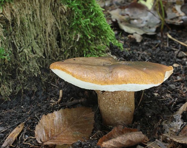 hríbnik gaštanovohnedý Gyroporus castaneus (Bull.) Quél.