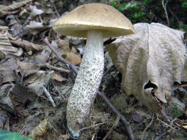 kozák hrabový Leccinum pseudoscabrum (Kallenb.) Šutara