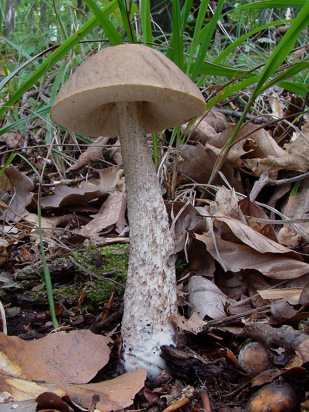 kozák hrabový Leccinum pseudoscabrum (Kallenb.) Šutara