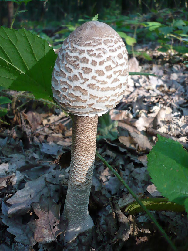 bedľa vysoká  Macrolepiota procera var. pseudo-olivascens  Bellù & Lanzoni