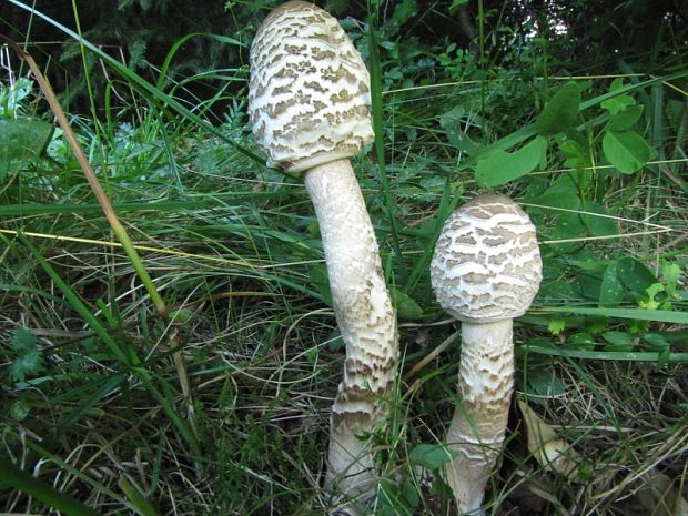 bedľa vysoká Macrolepiota procera (Scop.) Singer