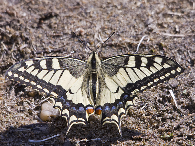 vidlochvost feniklový   Papilio machaon