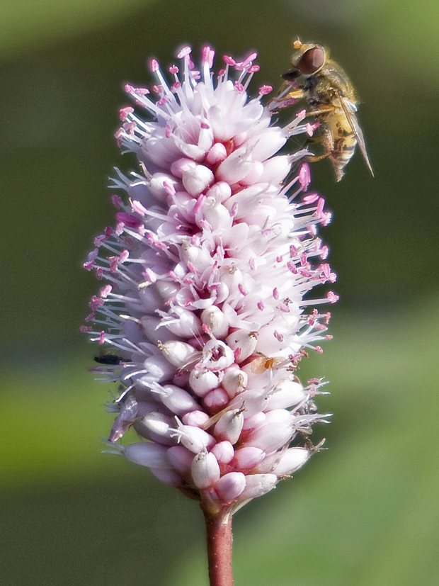 horčiak obojživelný Persicaria amphibia (L.) Delarbre