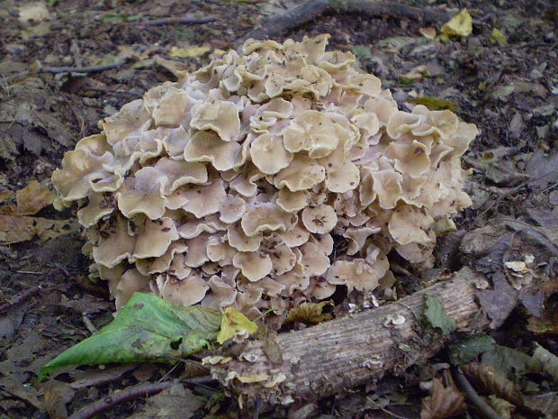 trúdnik klobúčkatý Polyporus umbellatus (Pers.) ex Fr.