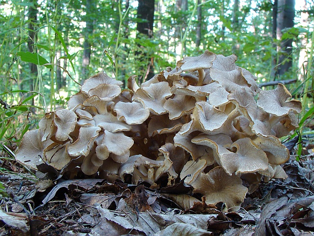 trúdnik klobúčkatý Polyporus umbellatus (Pers.) Fr.