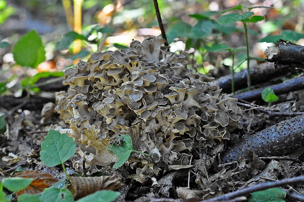 trúdnik klobúčkatý Polyporus umbellatus (Pers.) Fr.