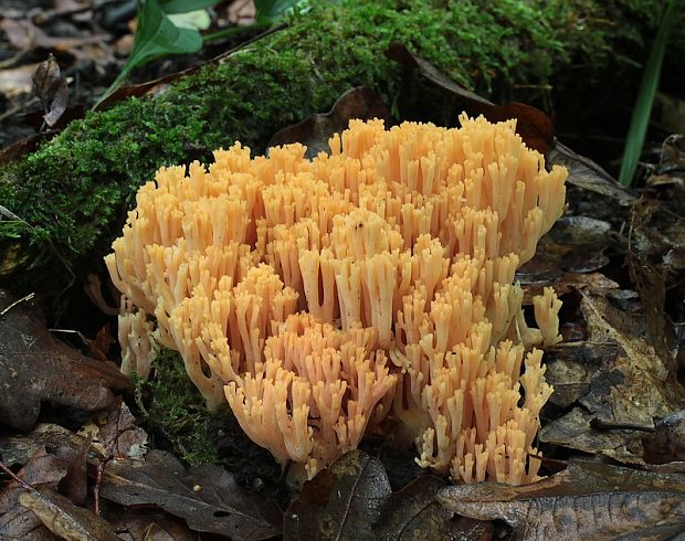 strapačka lososovoružová Ramaria subbotrytis (Coker) Corner