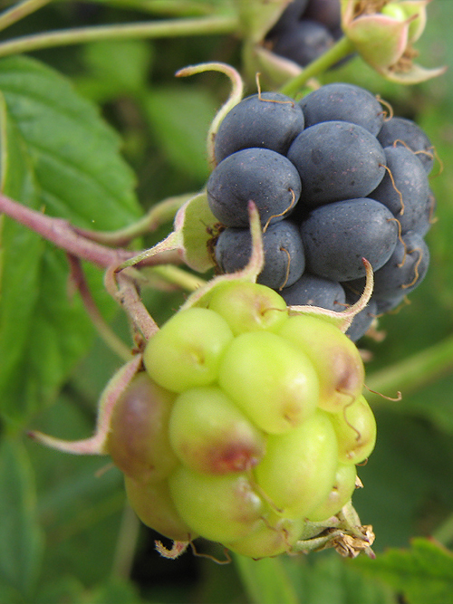 ostružina ožinová Rubus caesius L.