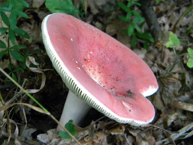 plávka úhľadná? Russula rosea? Pers.