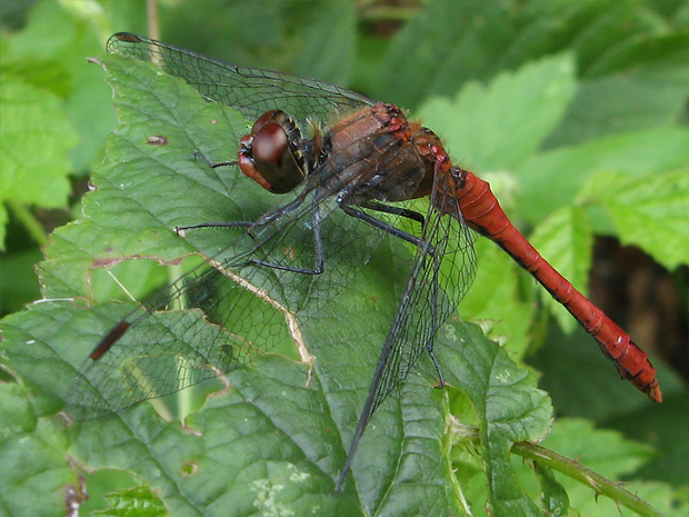 vážka červená Sympetrum sanguineum