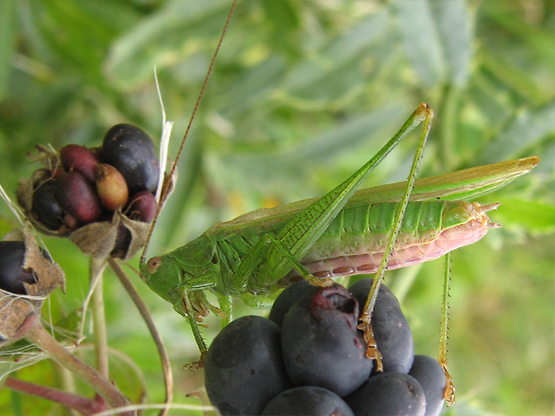 kobylka zelená - samček Tettigonia viridissima