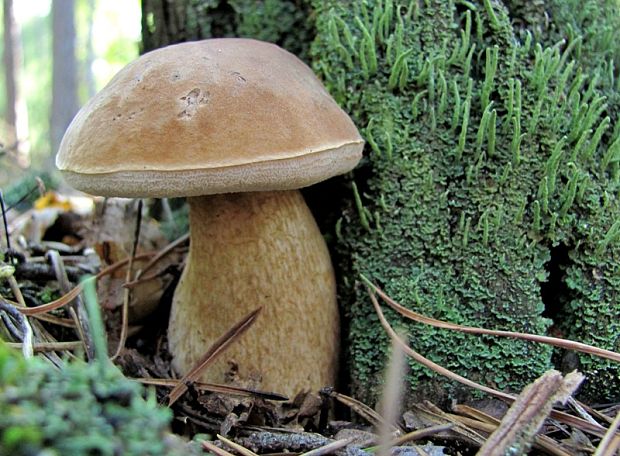 podhríb žlčový Tylopilus felleus (Bull.) P. Karst.