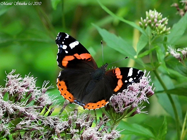 babôčka admirálska Vanessa atalanta