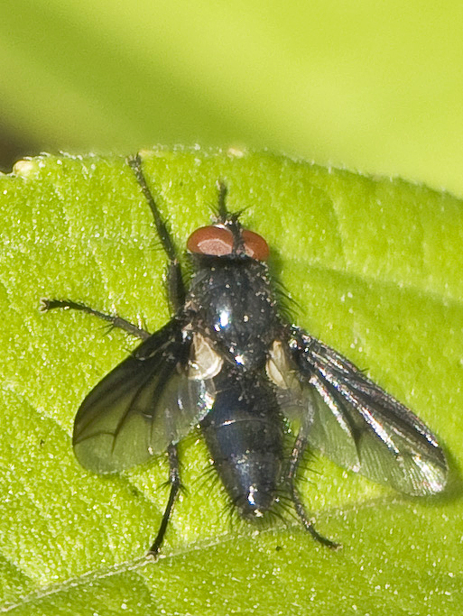 tachinidae