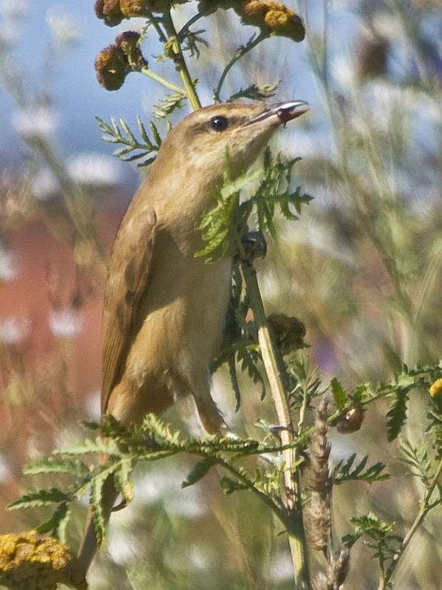 trsteniarik škriekavý (Acrocephalus arundinaceus)