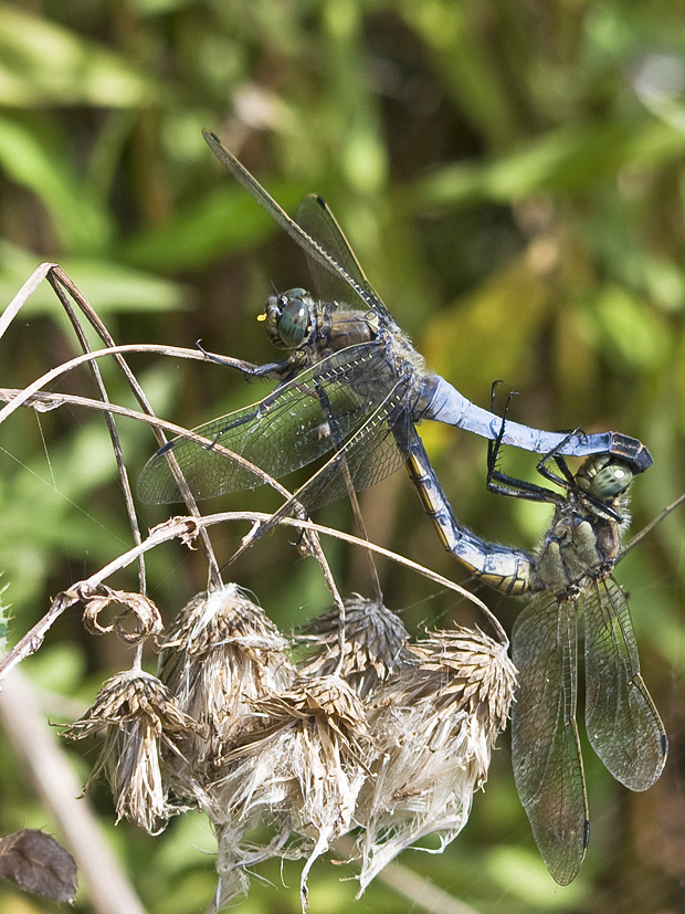 vážka rybničná (Orthetrum cancellatum)