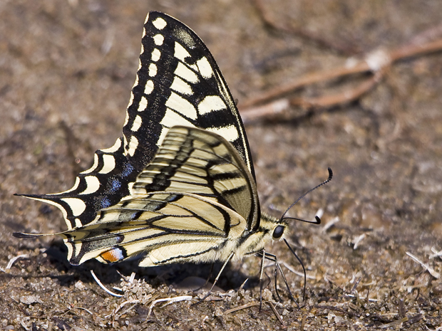 vidlochvost feniklový  (Papilio machaon)