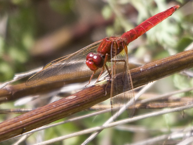 vážka  (Crocothemis erythraea)