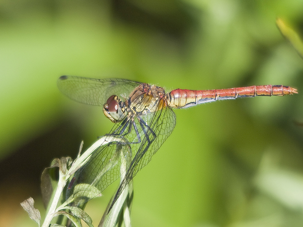 vážka obyčajná (Sympetrum vulgatum)