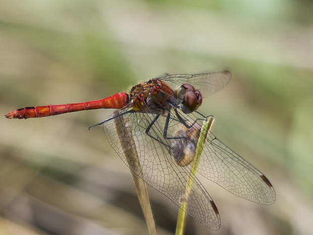 vážka obyčajná (Sympetrum vulgatum)