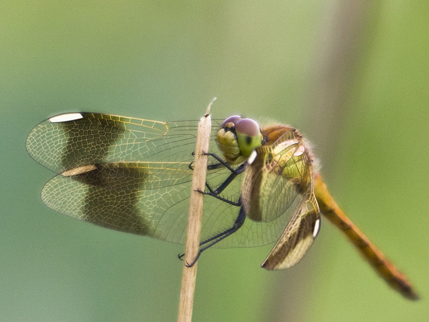 vážka pásavá (Sympetrum pedemontanum)