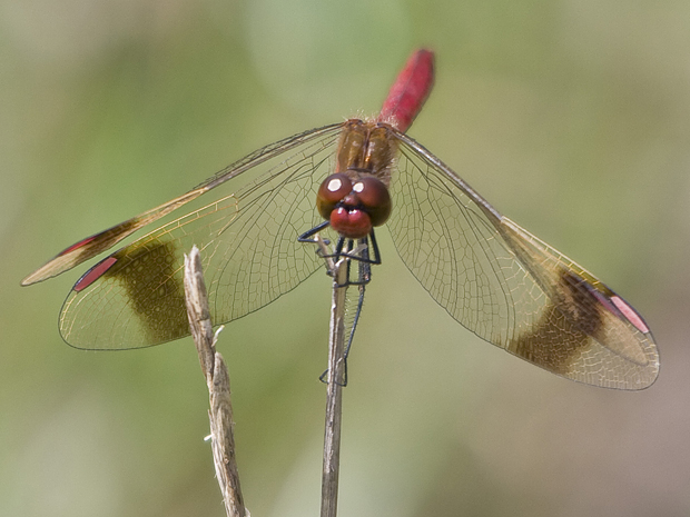 vážka pásavá (Sympetrum pedemontanum)