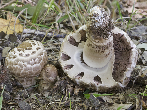 pečiarka Agaricus sp.